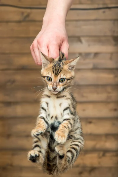 Concept of toilet training - a man's hand is holding a kitten by — Stock Photo, Image