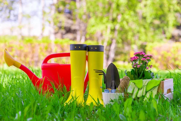 Concetto foto piantine primaverili nel cortile impianto facilititi — Foto Stock