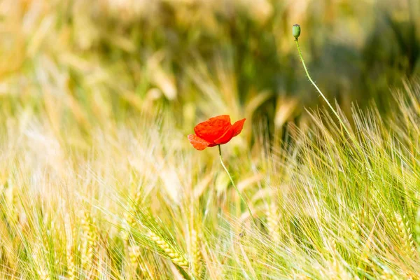 Red poppy flower in yellow wheat field close up — Stock Photo, Image