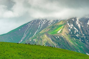 Yüksek Kafkas mo eteklerinde yeşil bir çayır otlatmak üzerinde inekler