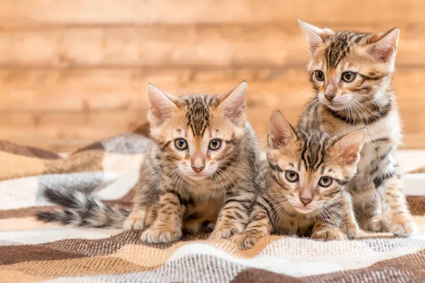 Portrait of three kittens of Bengal breed on a plaid — Stock Photo, Image