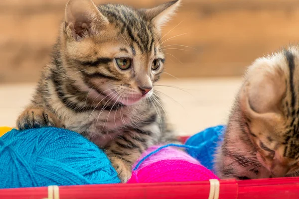 Портрет красивих коричневих кошенят з кульками нитки — стокове фото