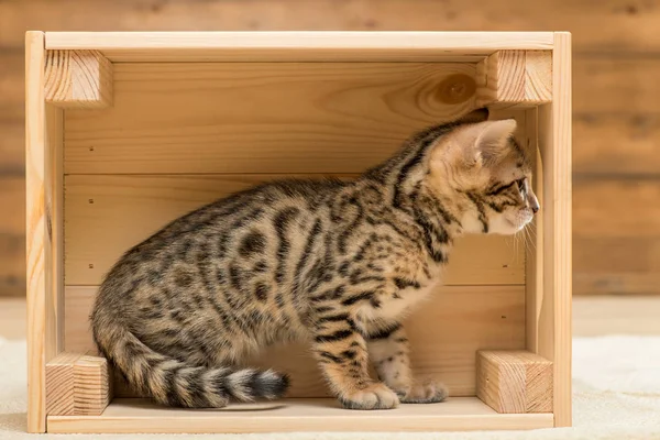 Чистокровный бенгальский котенок, играющий в деревянной коробке, крупным планом — стоковое фото