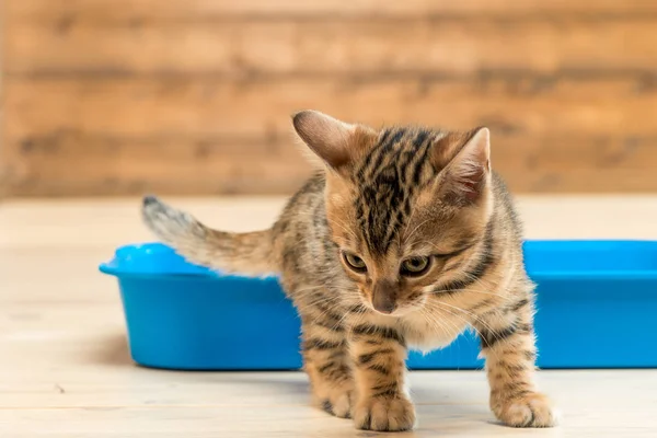 Котенок и поднос, портрет бенгальского котенка крупным планом — стоковое фото