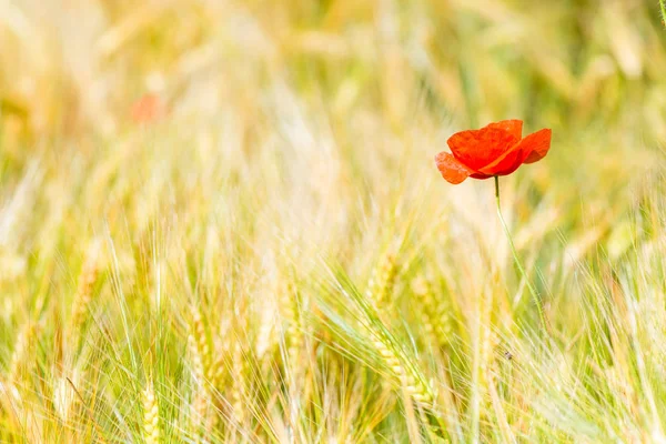 Closeup of red poppy flower in yellow wheat field — Stock Photo, Image