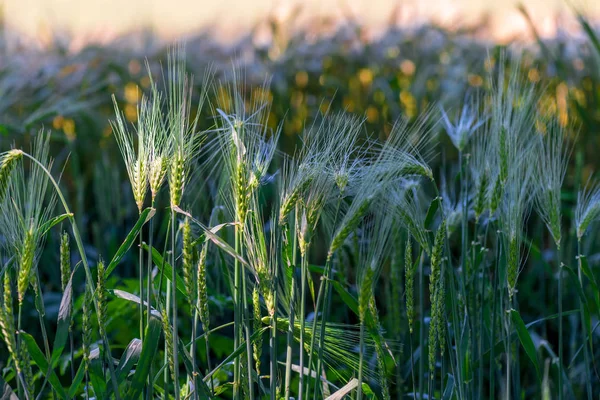 Growing ears of juicy wheat in a field — Stock Photo, Image