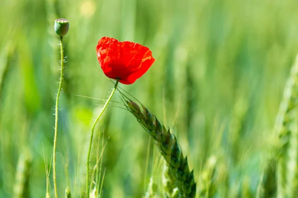 Closeup red poppy flower in green field among wheat ears — Stock Photo, Image