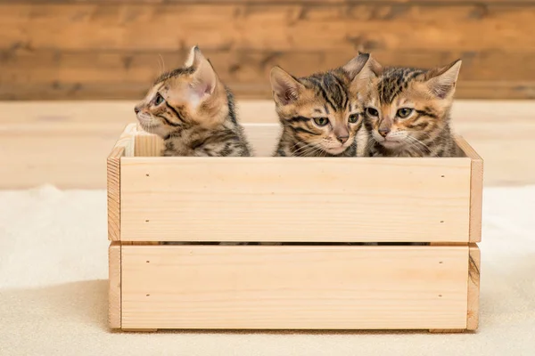 Tre kattunger i en trekasse, tett portrett av kattunger – stockfoto