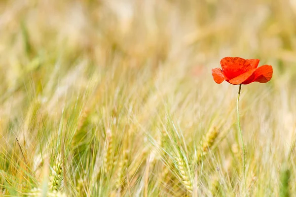 Horizontal photo red poppy in a yellow wheat field in the ears — Stock Photo, Image