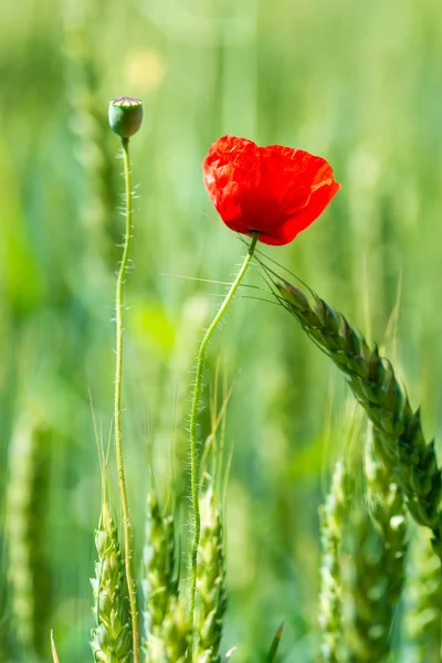 Vertical macro photo of a red poppy flower in a green field amon — Stock Photo, Image