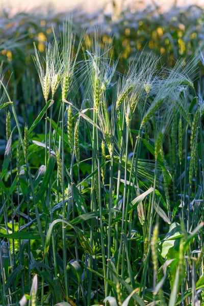 田间多汁小麦生长耳朵的垂直照片 — 图库照片