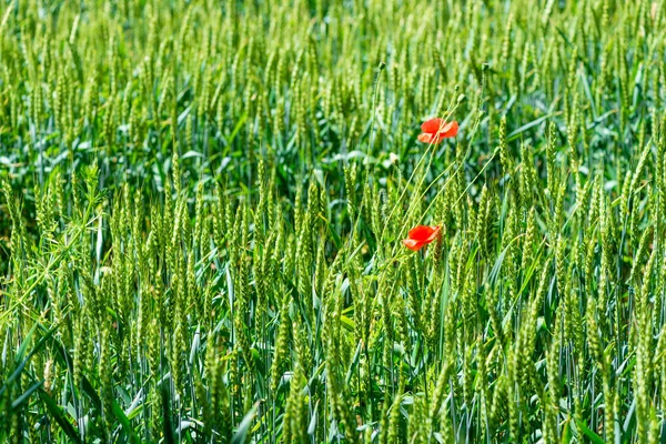 Orejas de cereales en un campo con flores de amapola en crecimiento —  Fotos de Stock