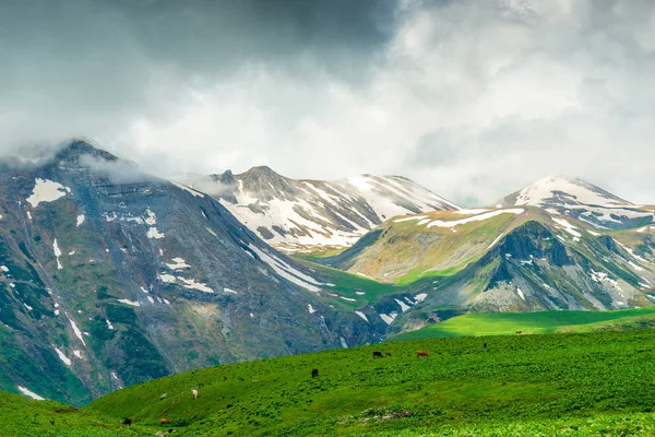 Montañas escénicas, nieve, prados verdes y vacas. Naturaleza del Cáucaso , — Foto de Stock