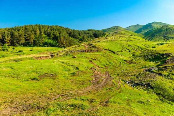 Exuberante vegetación verde en las altas montañas de Armenia, beautifu — Foto de Stock