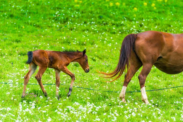 Recién nacido potro pastando en un prado con un caballo mamá — Foto de Stock