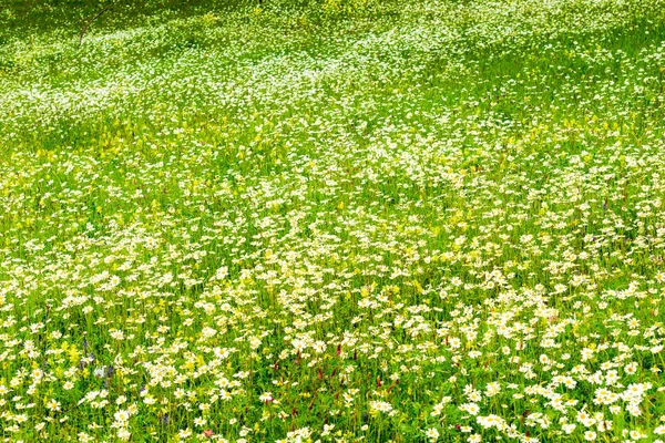 Kamille zomer veld natuurlijke mooie achtergrond — Stockfoto