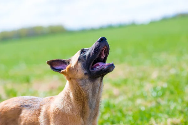Parkta doğa üzerinde eğlenceli köpek yavrusu, closeup portre — Stok fotoğraf