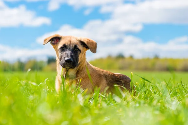 水平な肖像画クローズアップ子犬は緑の芝生の上に休んでいる — ストック写真