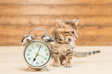 Bengal cins iã§in kedi ve 7 saat gÃ1/4ne kadar bir retro çalar saat