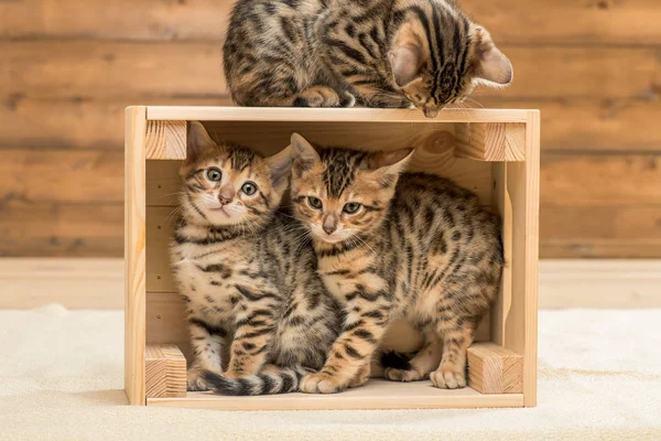 Kiscicák játszanak a fadobozban, három bengáli cica — Stock Fotó