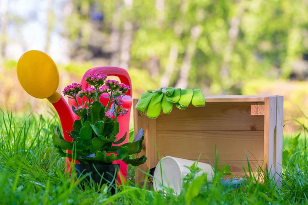 Plantação de primavera no jardim - objetos de close-up, plano de floração — Fotografia de Stock