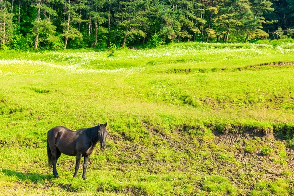 Svart häst skrud på en grön grönskande äng i Kaukasus mounta — Stockfoto