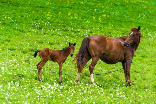 Portrait of horse mom with foal on a green meadow — Stock Photo, Image