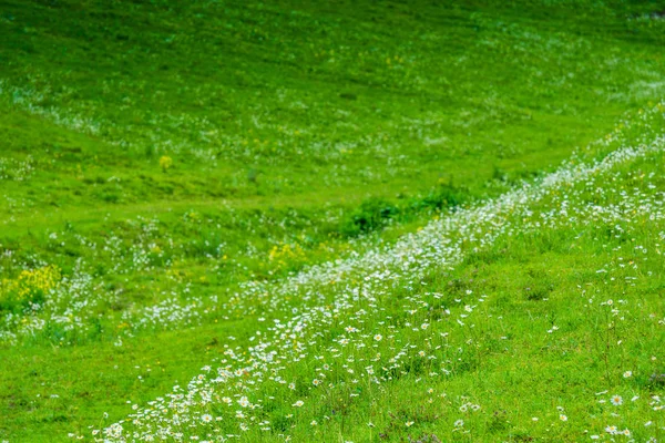 Groene velden op de heuvels met witte geurige madeliefjes — Stockfoto
