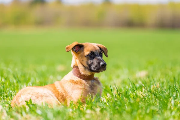 Κόκκινο σκυλί που αναπαύεται σε ένα καλοκαιρινό λιβάδι στο πάρκο στο γρασίδι — Φωτογραφία Αρχείου