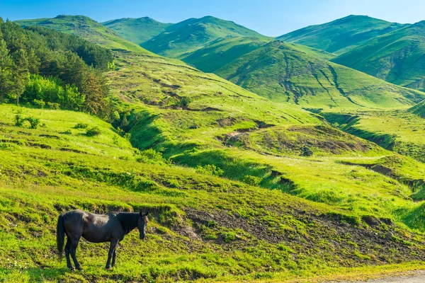 Dziki koń jest wypasany na zielonej soczystej łące w górach — Zdjęcie stockowe