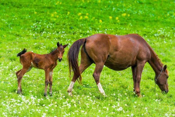 Foto horizontal de una mamá caballo con un potro en un prado verde — Foto de Stock
