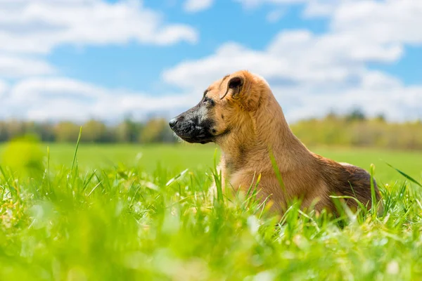 Pequeño cachorro está descansando sobre la hierba y mirando cuidadosamente en — Foto de Stock