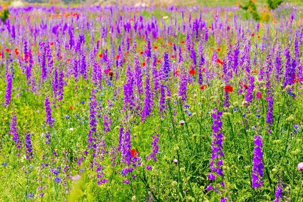 wildflowers in the field, closeup on a sunny day