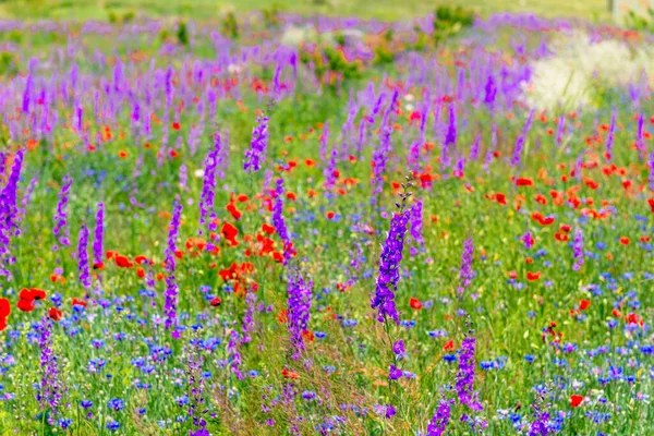Wilde Violette Bloemen Rode Papavers Een Zomer Bloeiende Veld Een — Stockfoto