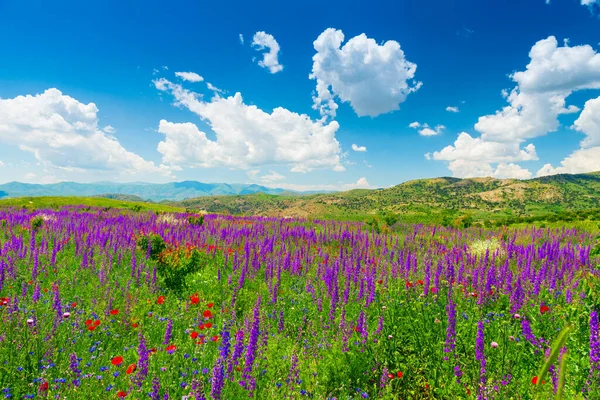 sunny summer day landscape, mountains of Armenia covered with beautiful wildflowers