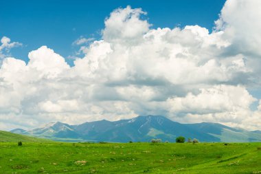 Beyaz arkaplanda turuncu renkli açık şemsiye kamışı