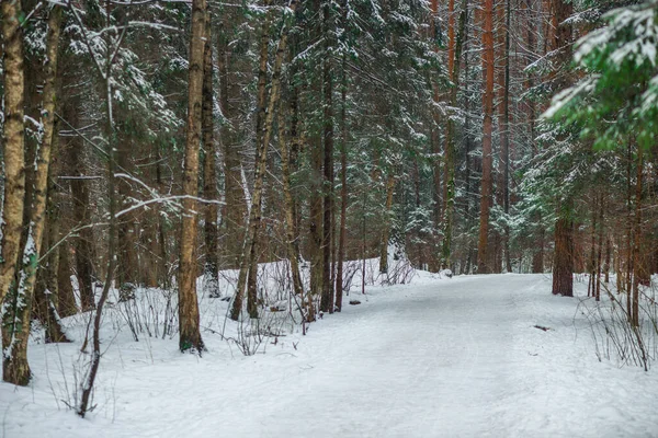 A picturesque alley in a snowy forest, a wide road in a winter forest.