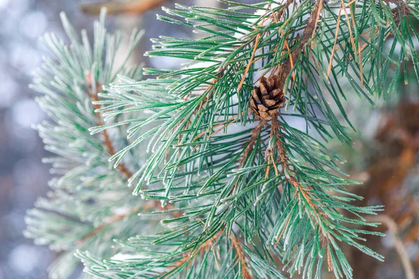 Gren Ett Barrträd Beströdd Med Snö Skogen Närbild Vintern — Stockfoto