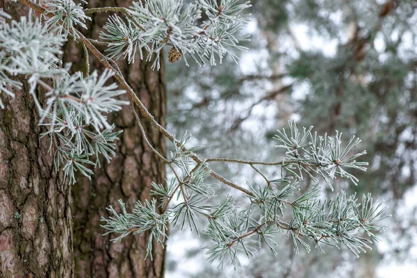 Een Tak Van Een Naaldboom Besprenkeld Met Sneeuw Het Bos — Stockfoto