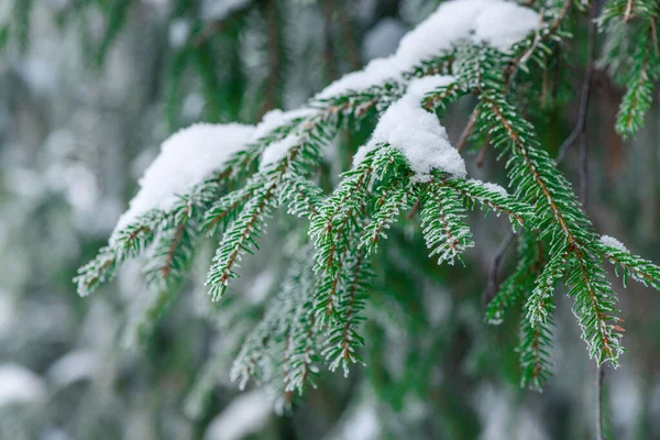 Gren Ett Barrträd Beströdd Med Snö Skogen Närbild Vintern — Stockfoto