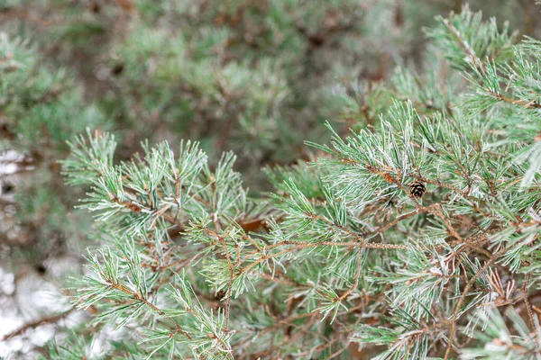 Een Tak Van Een Naaldboom Besprenkeld Met Sneeuw Het Bos — Stockfoto