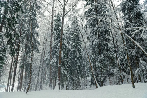 Blizzard Blizzard Winter Forest Picturesque Forest Winter Landscape — Stock Photo, Image