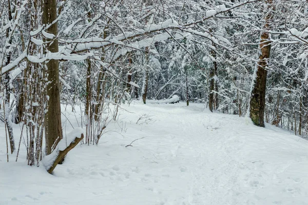 Krajina Krásné Zimní Smíšené Lesy Pokryté Bílým Sněhem — Stock fotografie