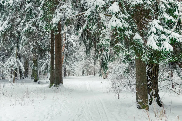 Beco Pitoresco Uma Floresta Nevada Uma Estrada Larga Uma Floresta — Fotografia de Stock