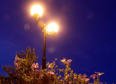 Gece lambası. Mavi gökyüzüne karşı Petunia