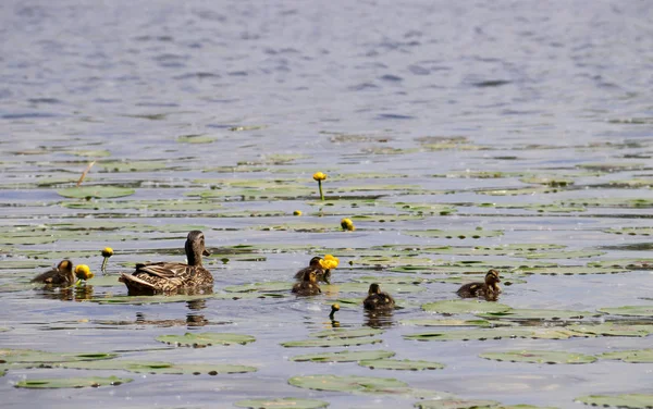 Ente Mit Entchen Inmitten Gelber Seerosen Auf Dem Kotorosl Fluss — Stockfoto