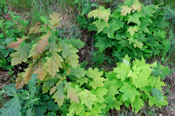 Bitki Damansky Yaroslavl Adasında Genç Meşe Maples Güzel Işık Yeşil — Stok fotoğraf