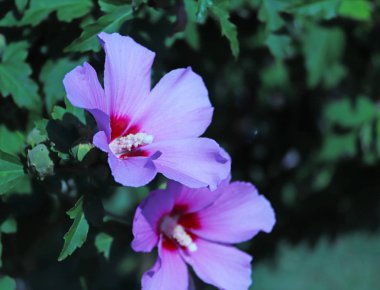 Hibiscus syriacus parlak güneşli bir günde. Yakın çekim.