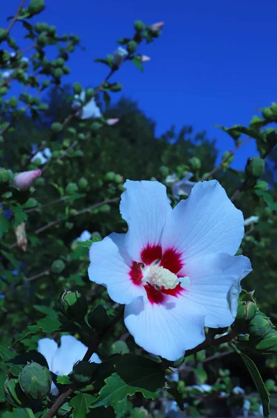 Hibiscus Syriacus Jasného Slunečného Dne Detailní Záběr — Stock fotografie