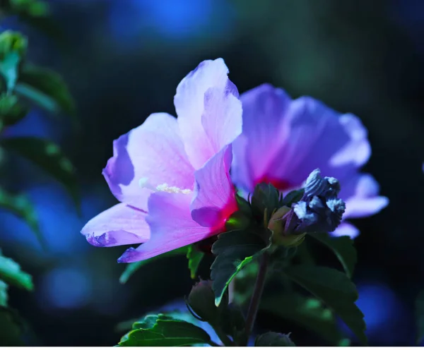 Hibiscus Syriacus Día Soleado Brillante Cerca — Foto de Stock